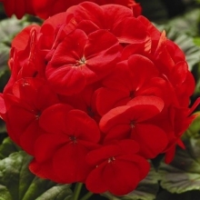 Пеларгония Рафаэлла F1 алая