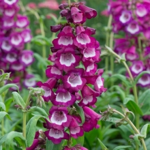 Пенстемон Арабеск Вайлет F1