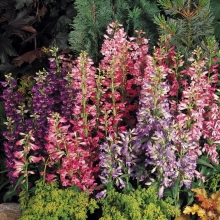 Пенстемон Хартвега Авангард