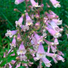 Пенстемон Гирлянда (большой пакет)