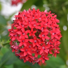 Пентас Баттерфляй F1,  красный