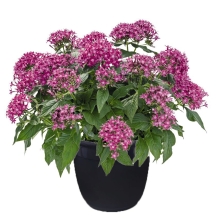 Пентас Graffiti OG F1 Violet (большой пакет)