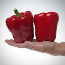 Перец Арчи F1