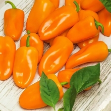 Перец Балконный лисенок F1