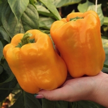 Перец Big Bertha Yellow (большой пакет)