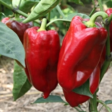 Перец Богатырь