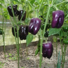 Перец Будь здоров