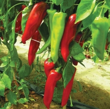 Перец Дамира