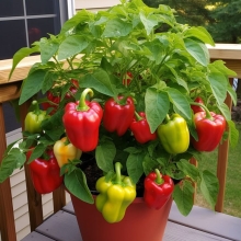 Перец Домашний Любимец