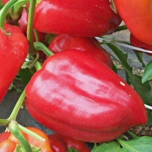 Перец Федор