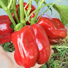 Перец Гигант красный F1 (+50% Бесплатно)