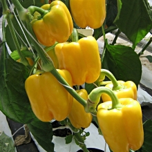 Перец Золотая бочка