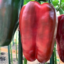 Перец Какаду Красный
