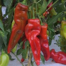 Перец Каппи пикантный