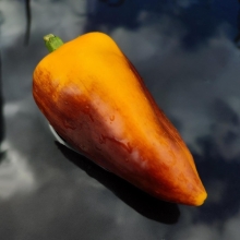 Перец Карась