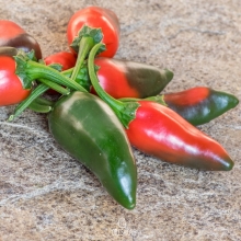 Перец Халапеньо Чьяпос F1