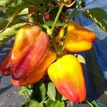 Перец Клякса (Blur) (большой пакет)