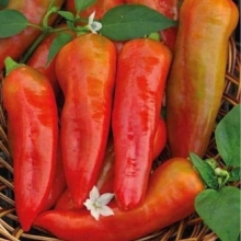 Перец Красный толстяк