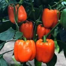 Перец Кубастый Яшка F1