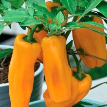 Перец Кузя жёлтый (Четыре лета)