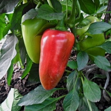 Перец Купец