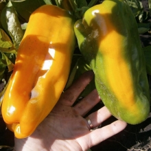 Перец Nocera Giallo F1 (большой пакет)