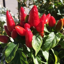 Перец Пули Капоне F1