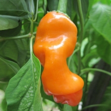 Перец Питер Пеппер Оранжевый (Peter Pepper Orange) (большой пакет)