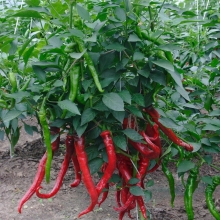 Перец Питон
