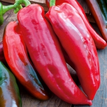 Перец Пизанская башня