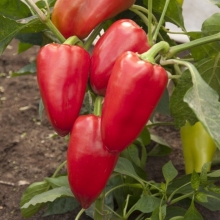 Перец Подарок Молдовы