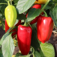 Перец Полёт (большой пакет)