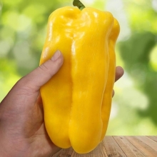 Перец Рубик F1