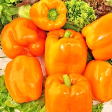 Перец Рыжий барин F1