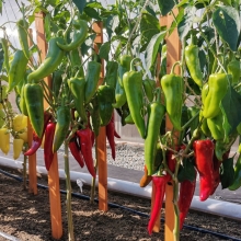 Перец Самандер F1