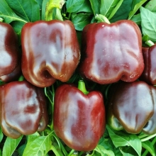 Перец Бочка шоколада F1