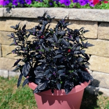 Перец Черный жемчуг F1 декоративный