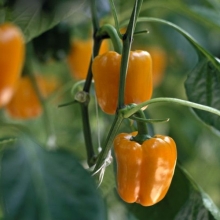 Перец Симпати F1 (Rijk Zwaan)