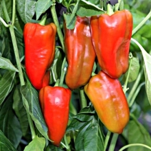 Перец Союз F1