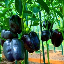 Перец Ультрафиолет F1