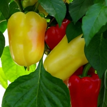 Перец Злата Прага F1