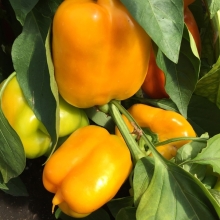 Перец Знатный толстяк F1 (большой пакет)