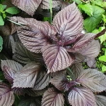 Перилла Росинка (овощная)