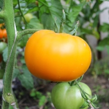 Томат Персик