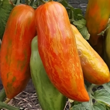 Томат Перцевидный полосатый