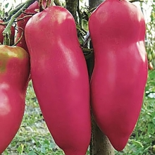 Томат Перцевидный розовый