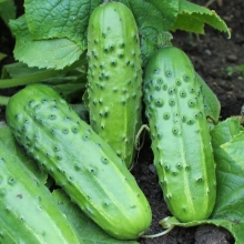 Огурец Петербургский экспресс F1