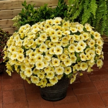 Петхоа Калибёрст Еллоу (Семена Профи)