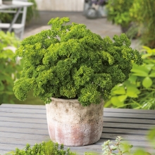 Петрушка Кудрявая (листовая)