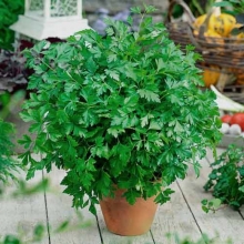 Петрушка Богатырь (листовая)